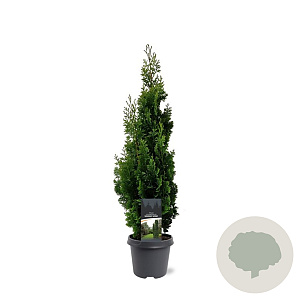 Thuja occ. 'Degroot's Spire' 50-60 cm 3,0L