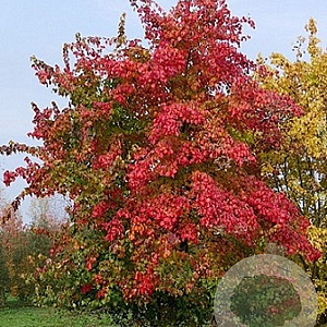 Acer buergerianum 200-250 cm 45L meerstammig