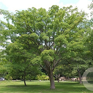 Acer davidii 250-300 cm cont. 130L meerstammig