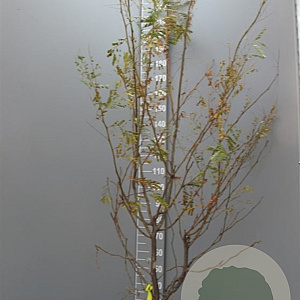 Gleditsia triac. 'Sunburst' 200-250 cm draadkluit meerstammig