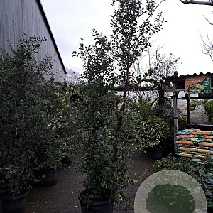 Quercus suber 200-250 cm cont. 70L meerstammig