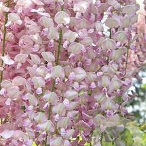 Wisteria flor. 'Honbeni' 150-175 cm 5,0L