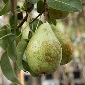 Pyrus c. 'Triomphe de Vienne' GM cont. 60L 5 etages HAAGVORM