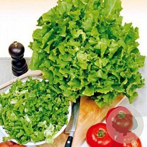 Andijvie breekblad volhart winter zaden GM Per 1000 zaden