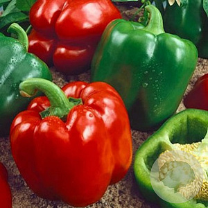 Paprika yolo Wonder GM Per 150 zaden