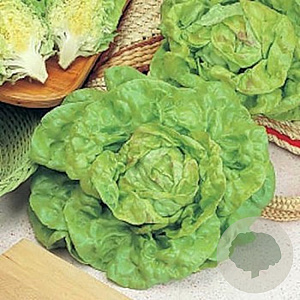 Kropsla Meikoningin GM Per 1800 Zaden