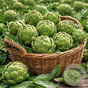 Artisjok Green Globe GM Per 25 zaden