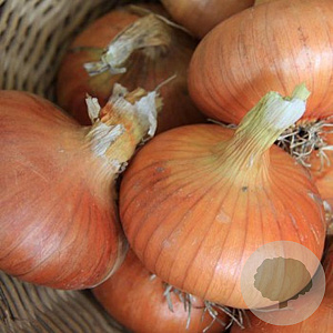 Ui Stuttgart  GM Per 550 Zaden