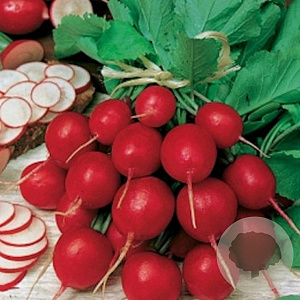 Radijs Cherry Belle GM Per 750 Zaden