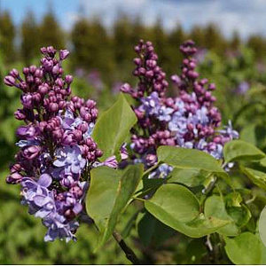 Syringa v. 'Nadezhda' 175-200 cm draadkluit struik