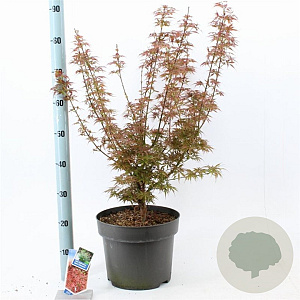 Acer pal. 'Jerre Schwartz' 70-80 cm 10L