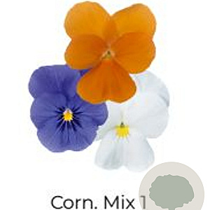 Viola Trio Kleinbloemig Corn. Mix 1 GM P13