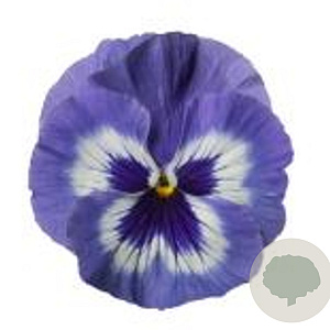 Viola Grootbloeming blauw wit GM P9