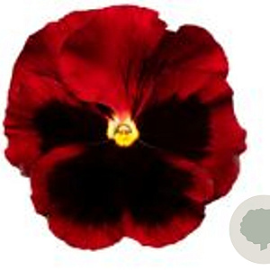 Viola Grootbloeming rood met donker oog GM P9