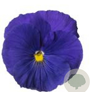Viola Grootbloeming blauw GM P9