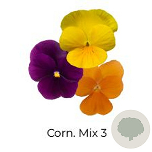 Viola Trio Kleinbloemig Corn. Mix 3 GM P13