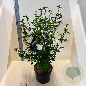 Hibiscus syr. White Chiffon 80-100 cm 10L