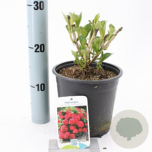 Hydrangea m. 'Alpenglühen' 20-25 cm 2,0L