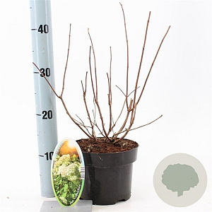 Hydrangea pan. 'Grandiflora' 20-25 cm 2,0L