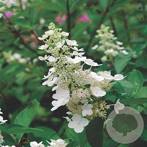 Hydrangea pan. 'Kyushu' 25-30 cm 2,0L