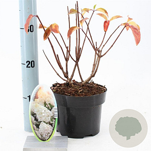 Hydrangea pan. 'Silver Dollar' 25-30 cm 2,0L