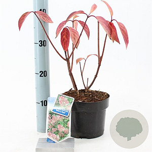 Hydrangea pan. 'Wim's Red' 25-30 cm 2,0L