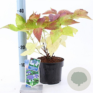 Hydrangea s. 'Bluebird' 10-15 cm 2,0L