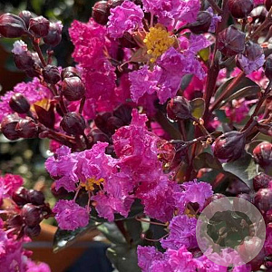 Lagerstroemia i. Rhapsody in Blue 150-175 cm cont. 80L solitair