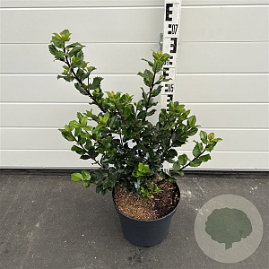 Ilex meserv. 'Blue Prince' 40-60 cm 7,5L