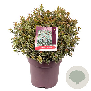 Pieris jap. 'Little Heath' 50-55 cm 13L