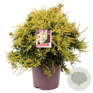 Pieris jap. 'Sarabande' 50-60 cm 13L