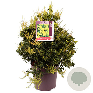 Pieris jap. 'Sinfonia' 50-60 cm 13L