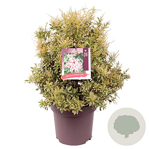 Pieris jap. 'Variegata' 50-60 cm 13L