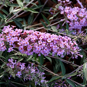 Buddleja davidii Free Petite 'Lavender Flow' 20-25 cm 2,0L