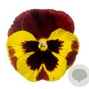 Viola Grootbloeming geel met rode vleugel GM P9