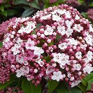 Viburnum tin. Spirit 40-50 cm 13L