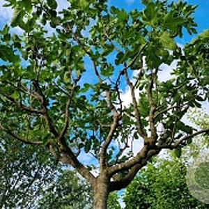 Ficus carica 100-120 cm container spiraal