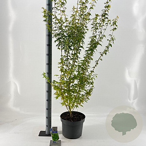 Acer pal. 'Bi-hoo' 80-100 cm 10L