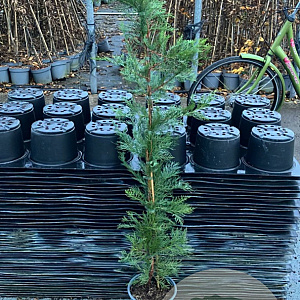 Cupressocyparis leylandii 125-150 cm 3,5L