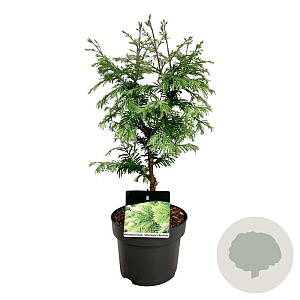 Metasequoia gl. 'Schirrm. Nordl.' 80-100 cm 30L extra