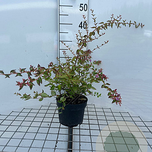 Abelia 'Edward Goucher' GM 2,0L