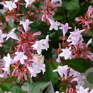 Abelia grandifl. 'Francis Mason' GM 2,0L
