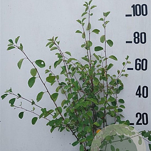 Amelanchier ovalis 80-100 cm 10L