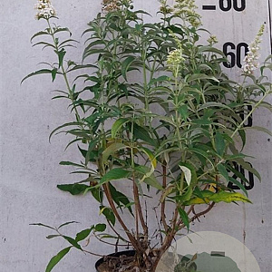 Buddleja d. 'White Bouquet' 60-80 cm 10L