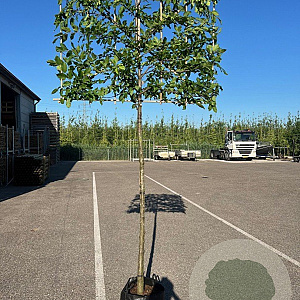 Carpinus betulus 200 cm cont. 110L 14-16 leiboom