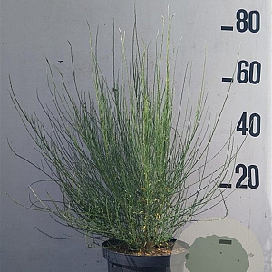 Cytisus praecox 60-80 cm 10L