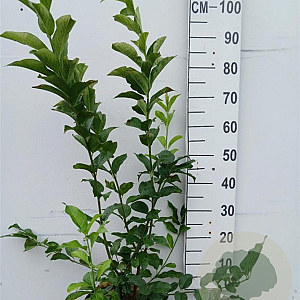 Euonymus europaeus 'Red Cascade' 80-100 cm 10L