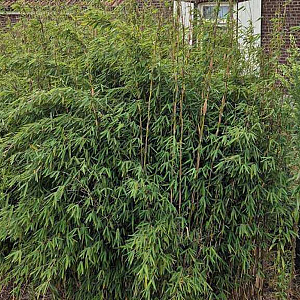 Fargesia 'Red Dragon' 40-60 cm 5,0L