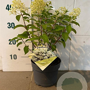 Hydrangea pan. Bobo 20-25 cm 2,0L