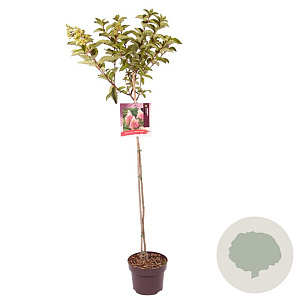 Hydrangea pan. Fraise Melba 80 cm stam 5,0L